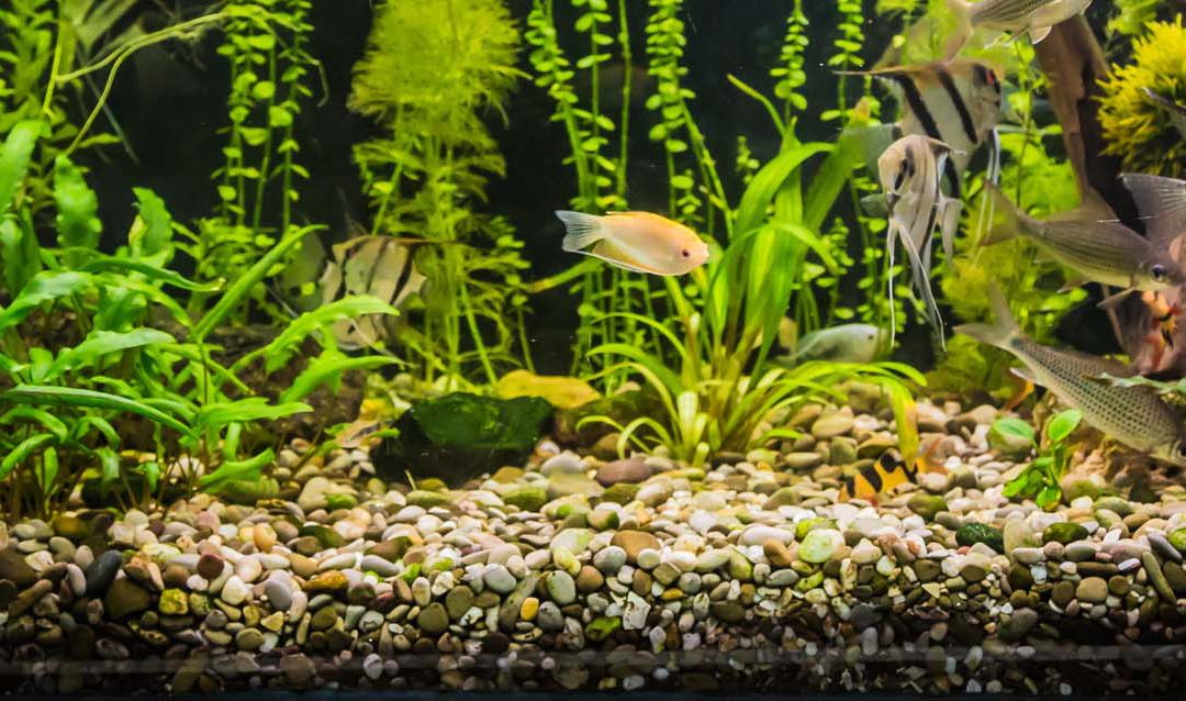 A Beginner's Guide to Freshwater Plants - Oceanfloorstore