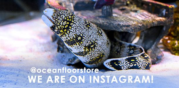 homepage-steve-instagram-header-small Ocean Floor Fish Store Instagram